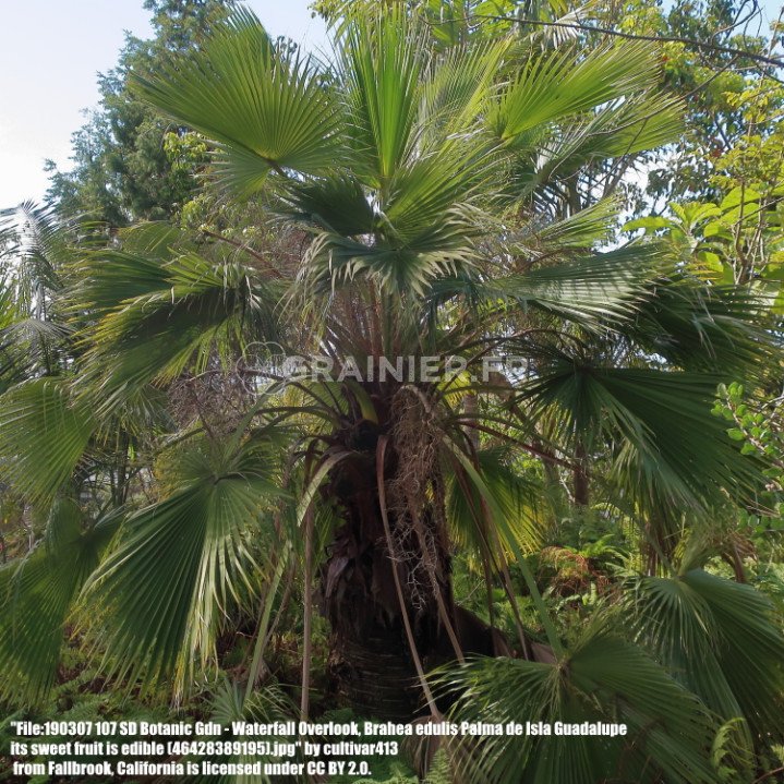 Guadalupe palm, Brahea Edulis image